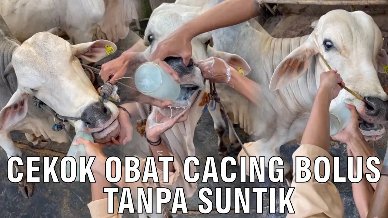 
                                 Cekok-Obat-Cacing-Bolus-Tanpa-Suntik